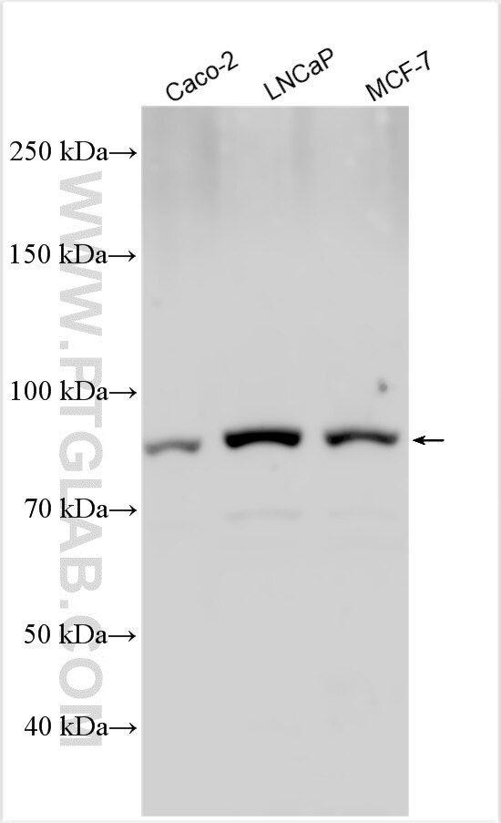 Western Blot (WB) analysis of various lysates using DSPP Polyclonal antibody (55396-1-AP)