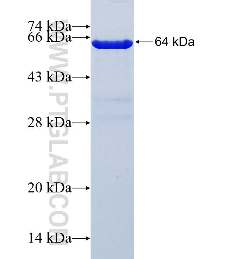 DSPP fusion protein Ag27490 SDS-PAGE