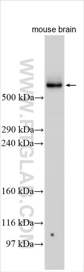 Western Blot (WB) analysis of various lysates using DST Polyclonal antibody (28438-1-AP)