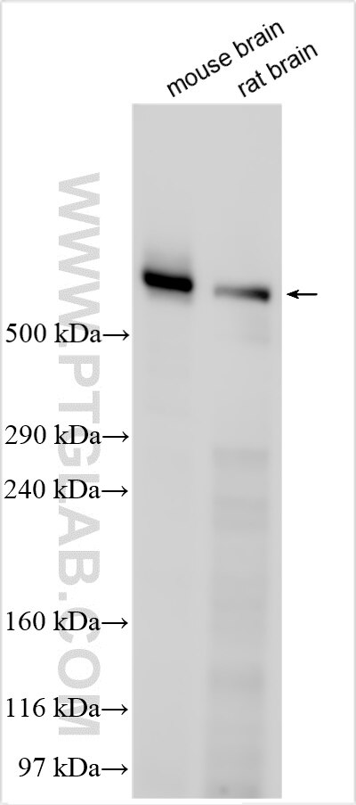 Western Blot (WB) analysis of various lysates using DST Polyclonal antibody (28438-1-AP)