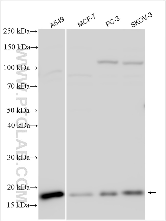Western Blot (WB) analysis of various lysates using Destrin Polyclonal antibody (10962-2-AP)