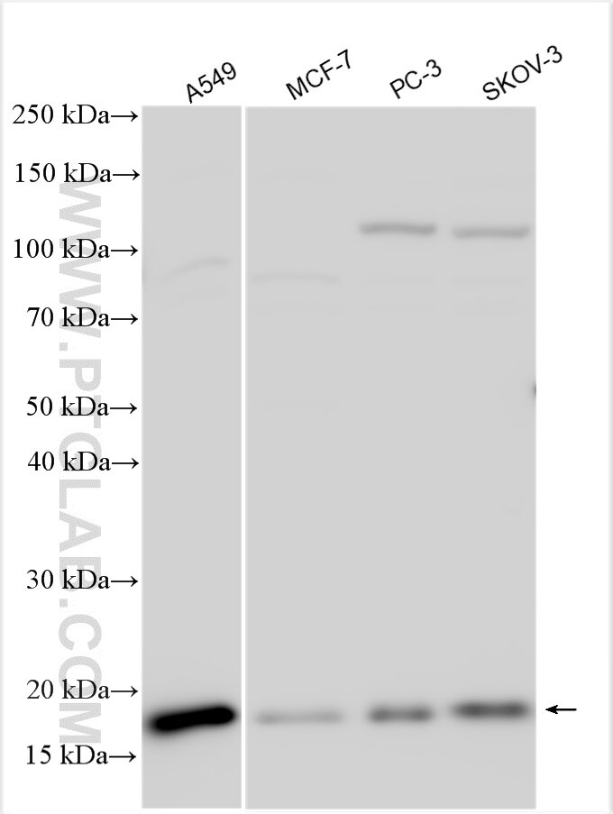 Western Blot (WB) analysis of various lysates using Destrin Polyclonal antibody (10962-2-AP)