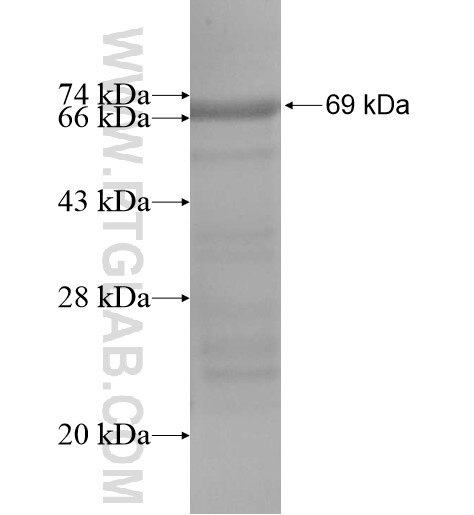 DSTYK fusion protein Ag13678 SDS-PAGE
