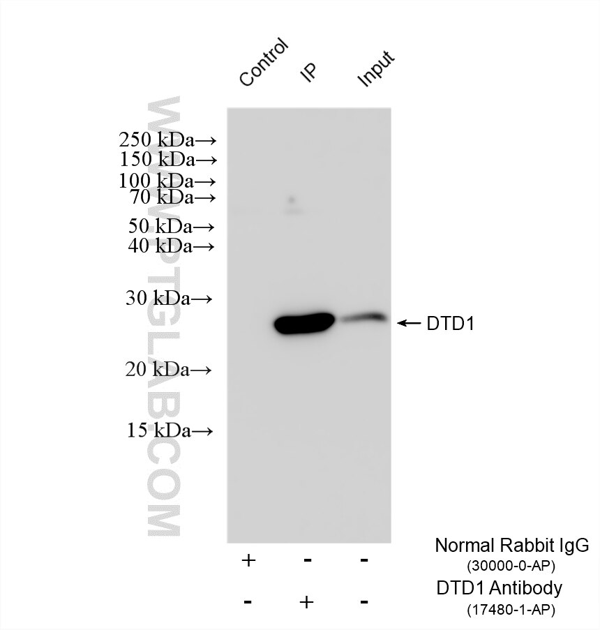 Immunoprecipitation (IP) experiment of HEK-293T cells using DTD1 Polyclonal antibody (17480-1-AP)