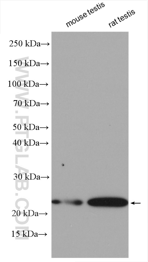 Western Blot (WB) analysis of various lysates using DTD1 Polyclonal antibody (17480-1-AP)