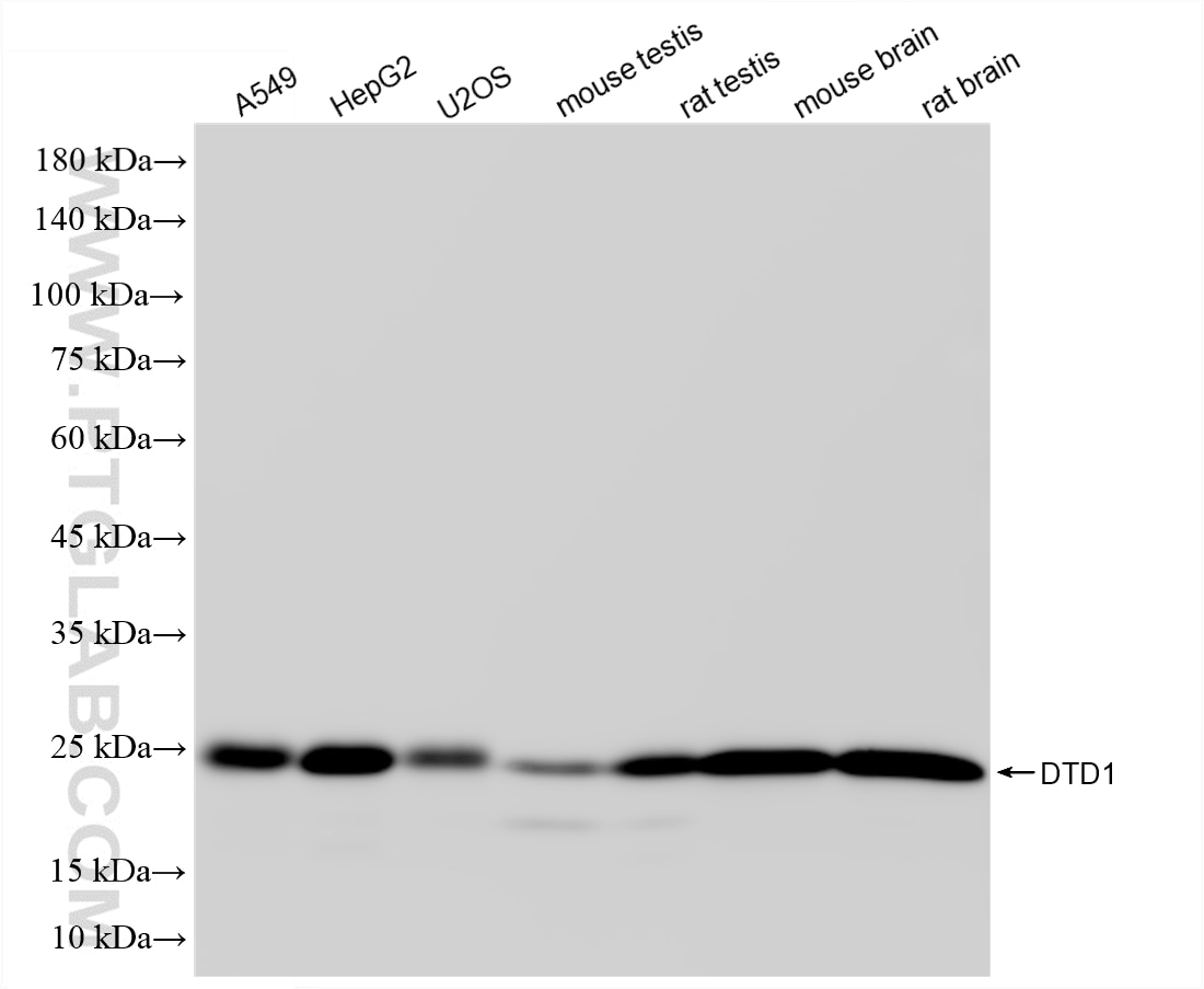 Western Blot (WB) analysis of various lysates using DTD1 Recombinant monoclonal antibody (87297-1-RR)