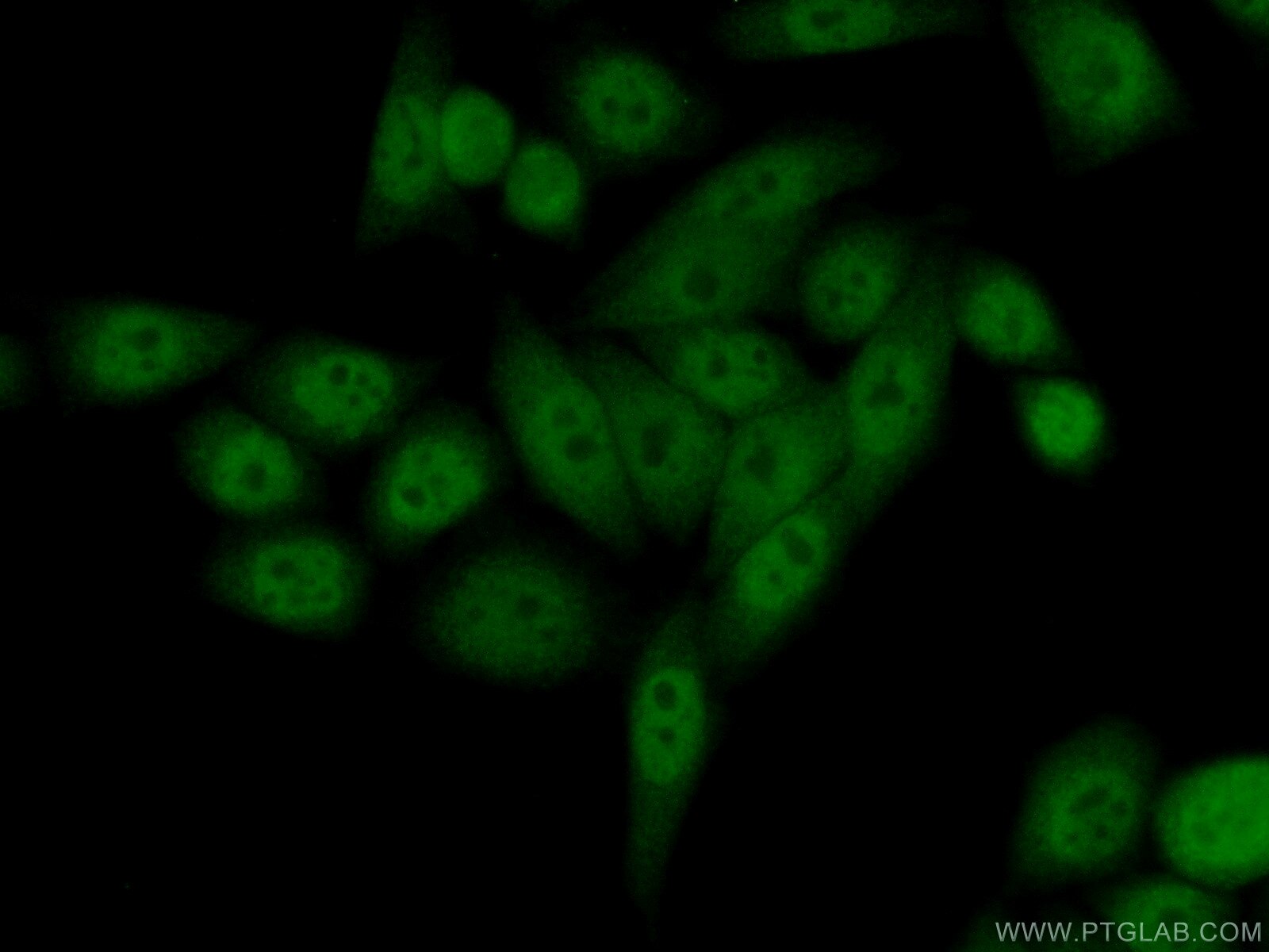 Immunofluorescence (IF) / fluorescent staining of HeLa cells using DTL Polyclonal antibody (12896-1-AP)