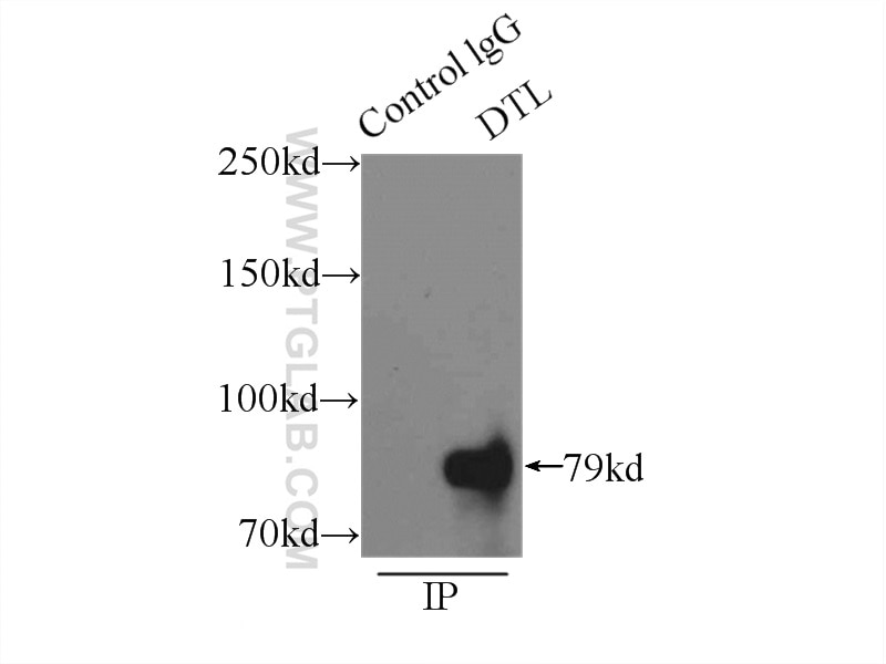 Immunoprecipitation (IP) experiment of mouse testis tissue using DTL Polyclonal antibody (12896-1-AP)