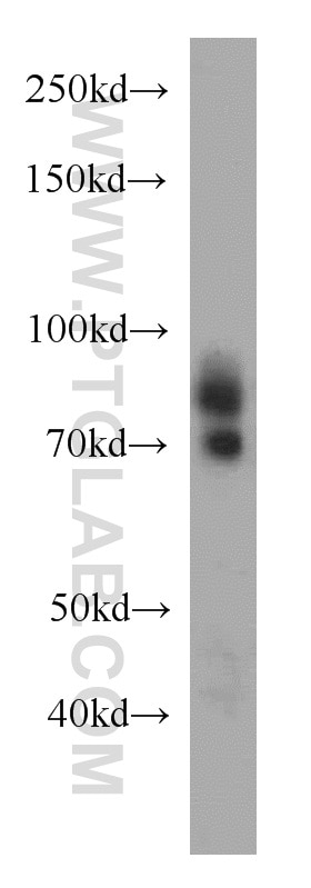 Western Blot (WB) analysis of MCF-7 cells using DTL Polyclonal antibody (12896-1-AP)