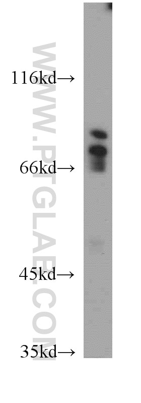 Western Blot (WB) analysis of L02 cells using DTL Polyclonal antibody (12896-1-AP)