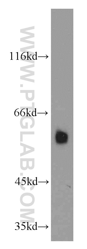 WB analysis of NIH/3T3 using 12045-1-AP