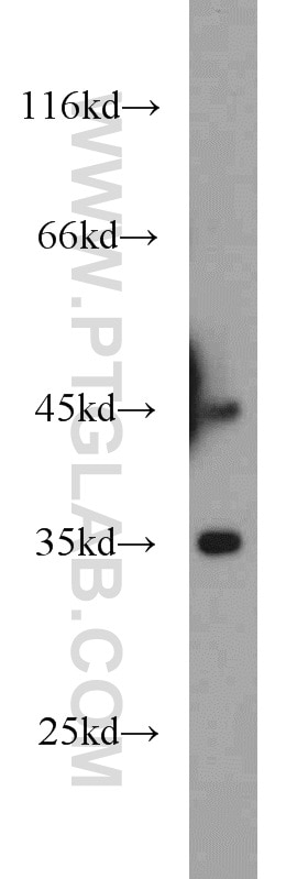Western Blot (WB) analysis of mouse brain tissue using Dysbindin Polyclonal antibody (11132-1-AP)