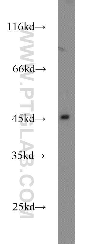 Western Blot (WB) analysis of mouse testis tissue using Dysbindin Polyclonal antibody (11132-1-AP)