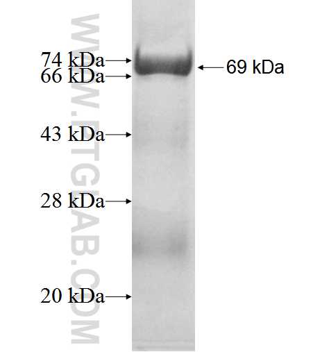 DTNBP1 fusion protein Ag1613 SDS-PAGE