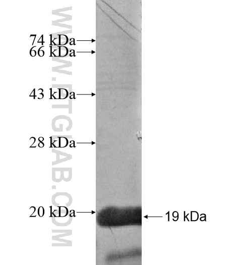DTNBP1a fusion protein Ag15934 SDS-PAGE