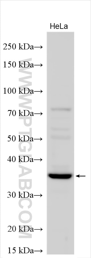 Western Blot (WB) analysis of various lysates using DTWD1 Polyclonal antibody (26810-1-AP)