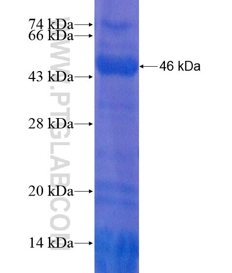 DTWD2 fusion protein Ag21665 SDS-PAGE