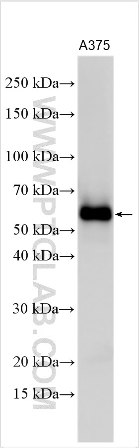 Western Blot (WB) analysis of various lysates using DTX1 Polyclonal antibody (18350-1-AP)