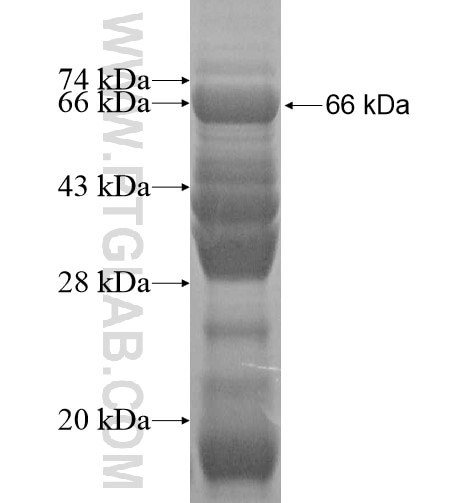 DTX1 fusion protein Ag13172 SDS-PAGE