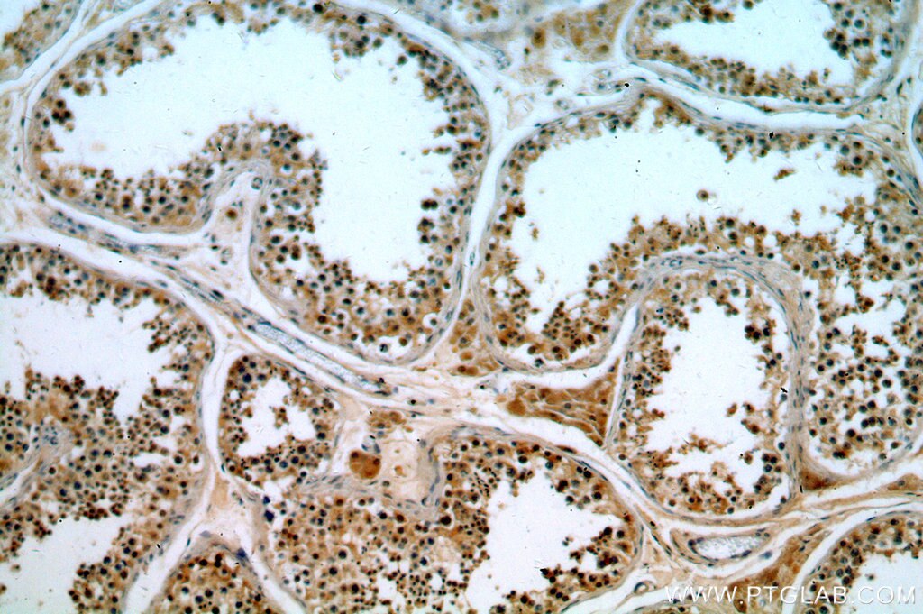 IHC staining of human testis using 18565-1-AP