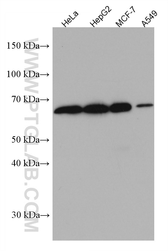 Western Blot (WB) analysis of various lysates using DTX2 Monoclonal antibody (67209-1-Ig)