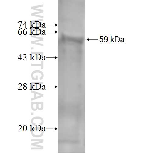 DTX2 fusion protein Ag1050 SDS-PAGE
