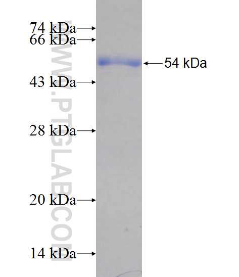 DTX2 fusion protein Ag11791 SDS-PAGE