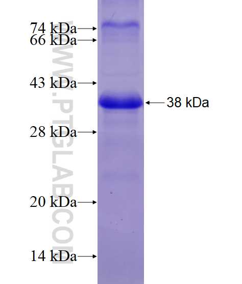 DTX2 fusion protein Ag12022 SDS-PAGE