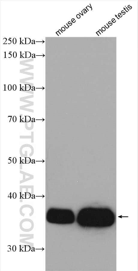 WB analysis using 25304-1-AP