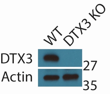Western Blot (WB) analysis of hTERT-RPE1 cells using DTX3 Polyclonal antibody (25304-1-AP)