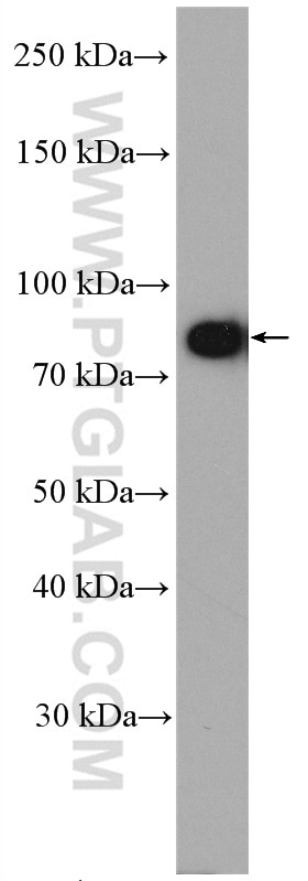 Western Blot (WB) analysis of MCF-7 cells using DTX3L Polyclonal antibody (11963-1-AP)