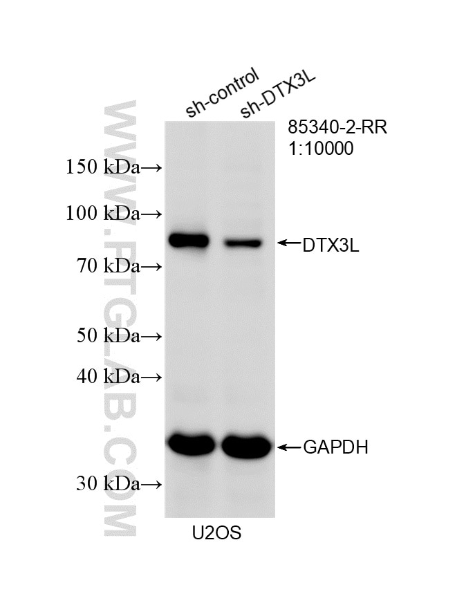 Western Blot (WB) analysis of U2OS cells using DTX3L Recombinant monoclonal antibody (85340-2-RR)