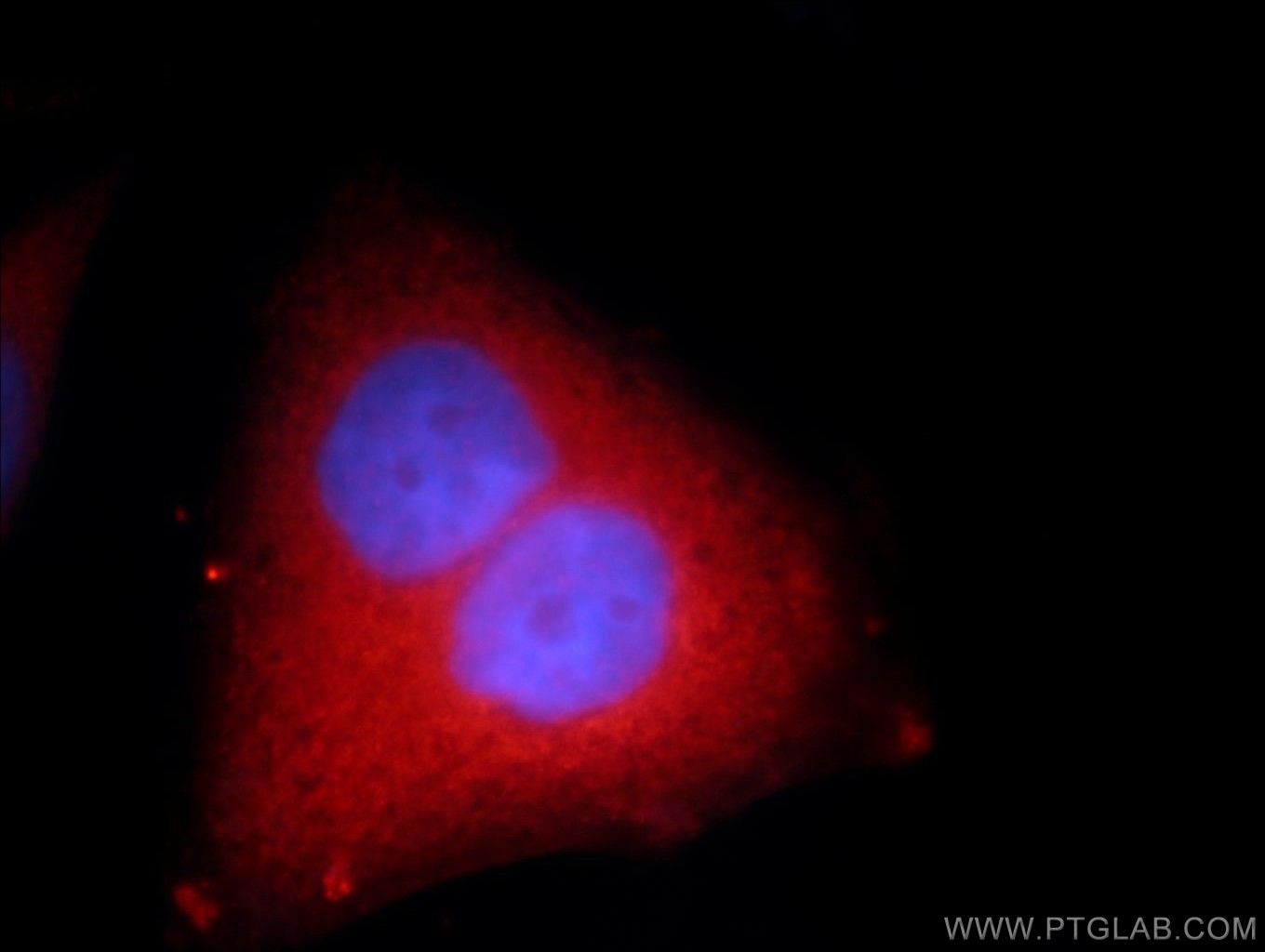 Immunofluorescence (IF) / fluorescent staining of HepG2 cells using DTYMK Polyclonal antibody (15360-1-AP)