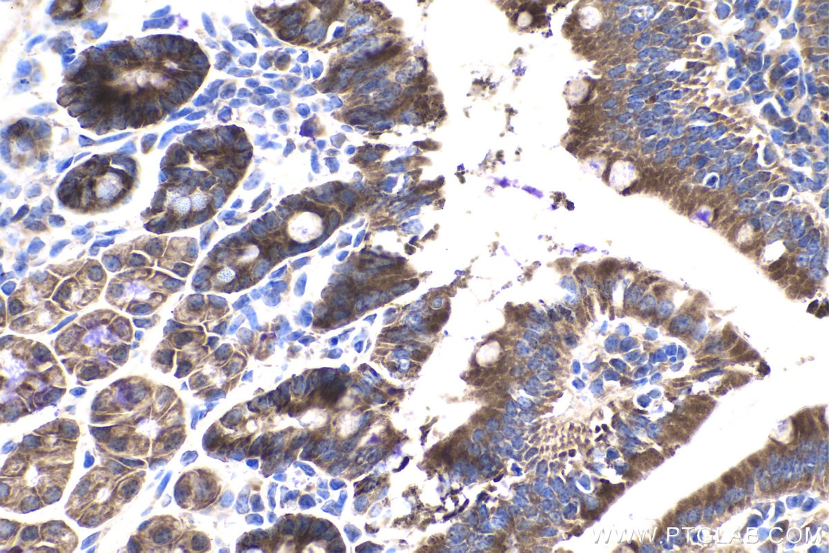Immunohistochemistry (IHC) staining of mouse small intestine tissue using DTYMK Polyclonal antibody (15360-1-AP)