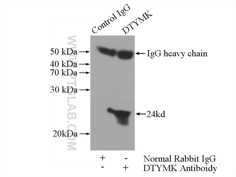 Immunoprecipitation (IP) experiment of HeLa cells using DTYMK Polyclonal antibody (15360-1-AP)