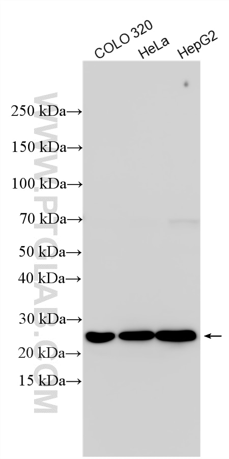 Western Blot (WB) analysis of various lysates using DTYMK Polyclonal antibody (15360-1-AP)