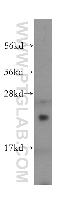 Western Blot (WB) analysis of human heart tissue using DTYMK Polyclonal antibody (15360-1-AP)