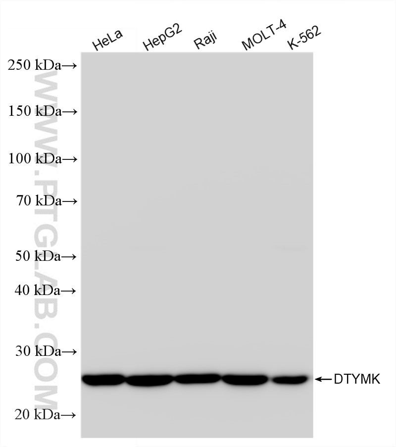 Western Blot (WB) analysis of various lysates using DTYMK Recombinant antibody (86543-3-RR)