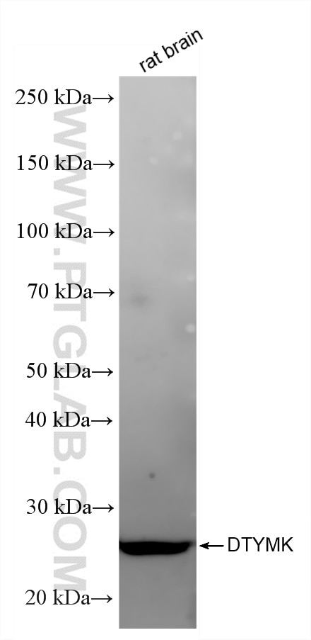 Western Blot (WB) analysis of rat brain tissue using DTYMK Recombinant antibody (86543-3-RR)