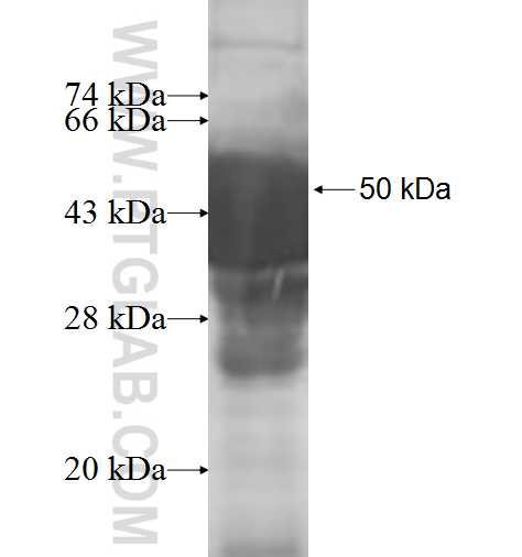 DTYMK fusion protein Ag7606 SDS-PAGE