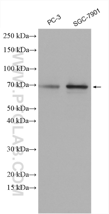 Western Blot (WB) analysis of various lysates using DUB3 Polyclonal antibody (26143-1-AP)