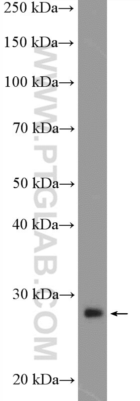 Western Blot (WB) analysis of PC-3 cells using DULLARD Polyclonal antibody (22088-1-AP)