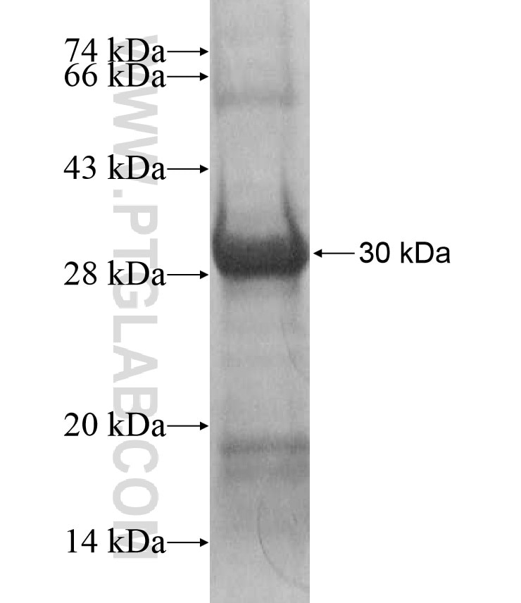 DULLARD fusion protein Ag17288 SDS-PAGE