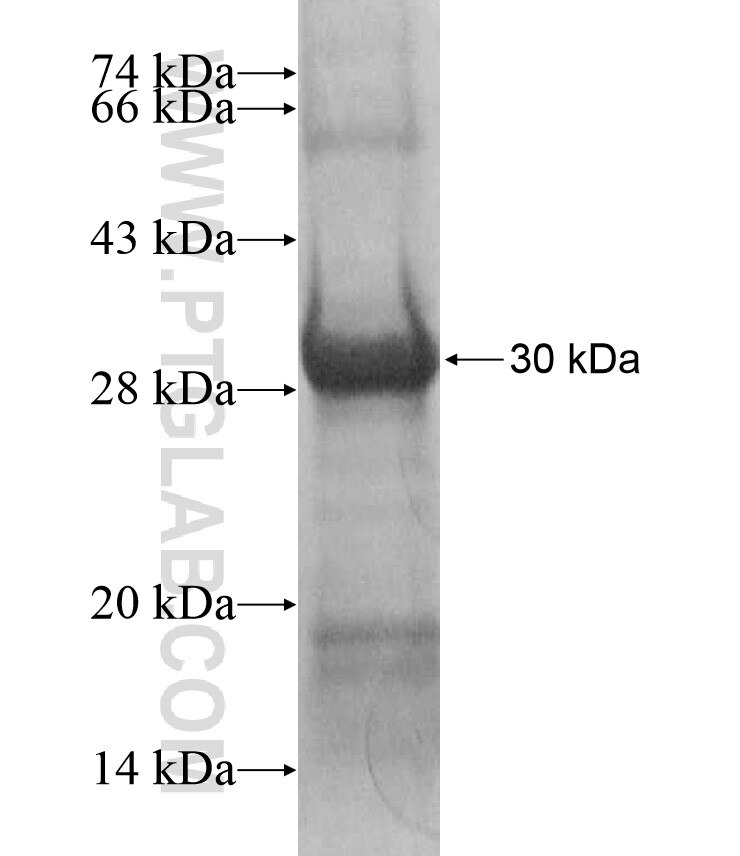 DULLARD fusion protein Ag17288 SDS-PAGE