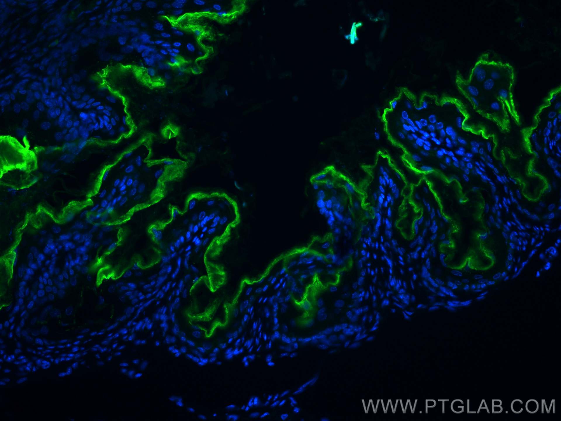 Immunofluorescence (IF) / fluorescent staining of mouse stomach tissue using DUOX1 Monoclonal antibody (67226-1-Ig)