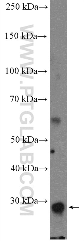 Western Blot (WB) analysis of mouse brain tissue using DUOXA1 Polyclonal antibody (26632-1-AP)