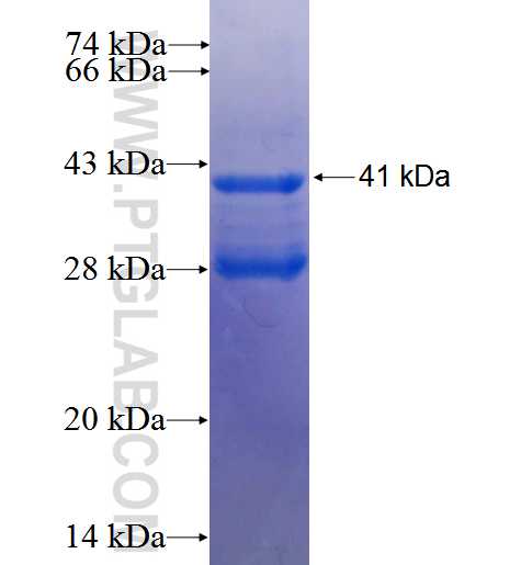 DUOXA1 fusion protein Ag24373 SDS-PAGE