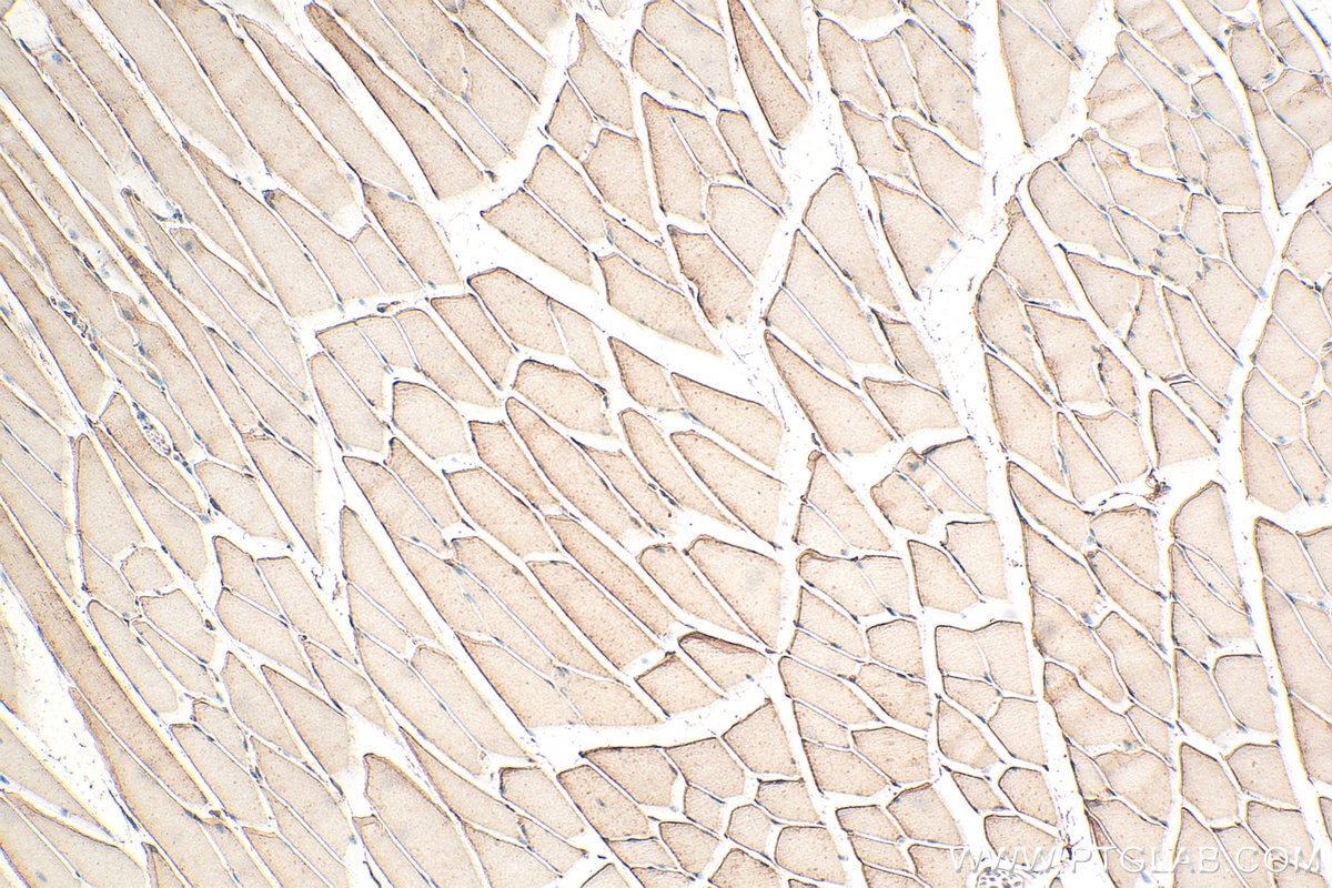 Immunohistochemistry (IHC) staining of mouse skeletal muscle tissue using DUPD1 / DUSP27 Polyclonal antibody (25259-1-AP)
