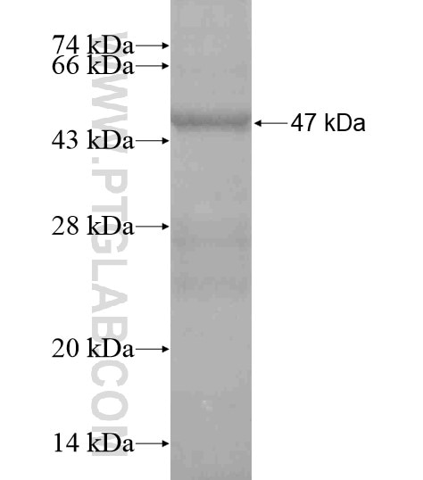 DUPD1 fusion protein Ag19640 SDS-PAGE