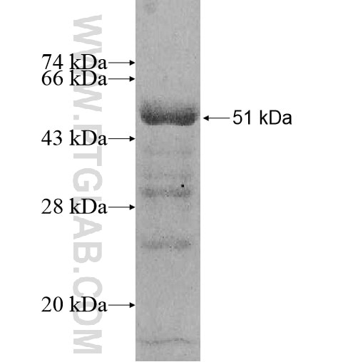 DUS1L fusion protein Ag10668 SDS-PAGE